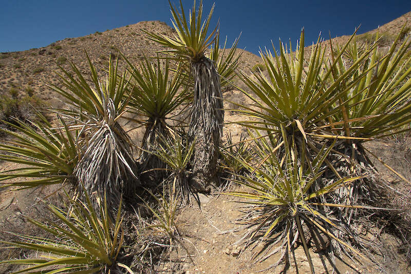 Yucca schidigera, ina ghnáthóg dúchais — Karel Štípek, an Ostair