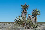 Duilleoga géara, cosúil le claíomh, ar ghioca Mojave, Nevada 