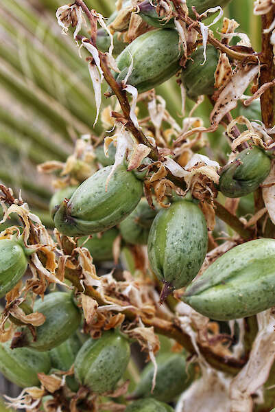 Foinse síolta Yucca schidigera, Yjca Mojave go coitianta — Jared Quentin, SAM