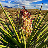 Yucca Mojave i bhfásach Chihuahua, Iarthar Texas 